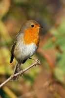 Pettirosso (Erithacus rubecola)